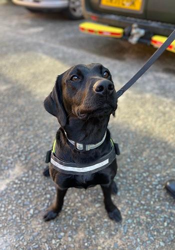 Zola the police dog